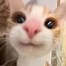 dandangoonigon's Avatar